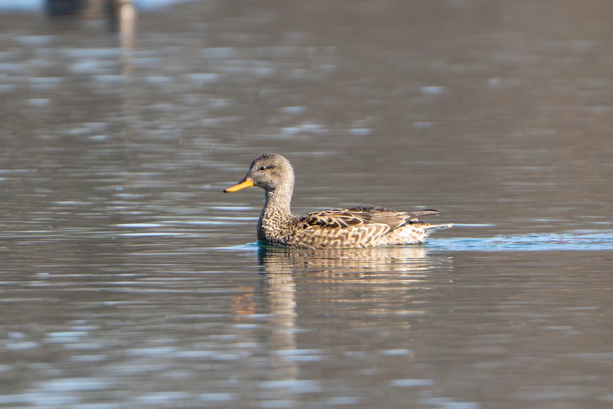 Gadwall - ML652362903