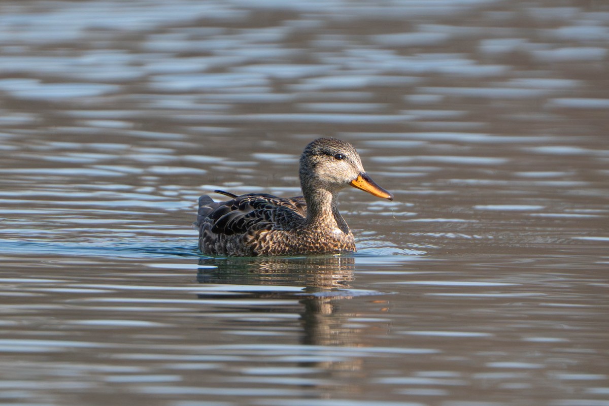 Gadwall - ML652362904