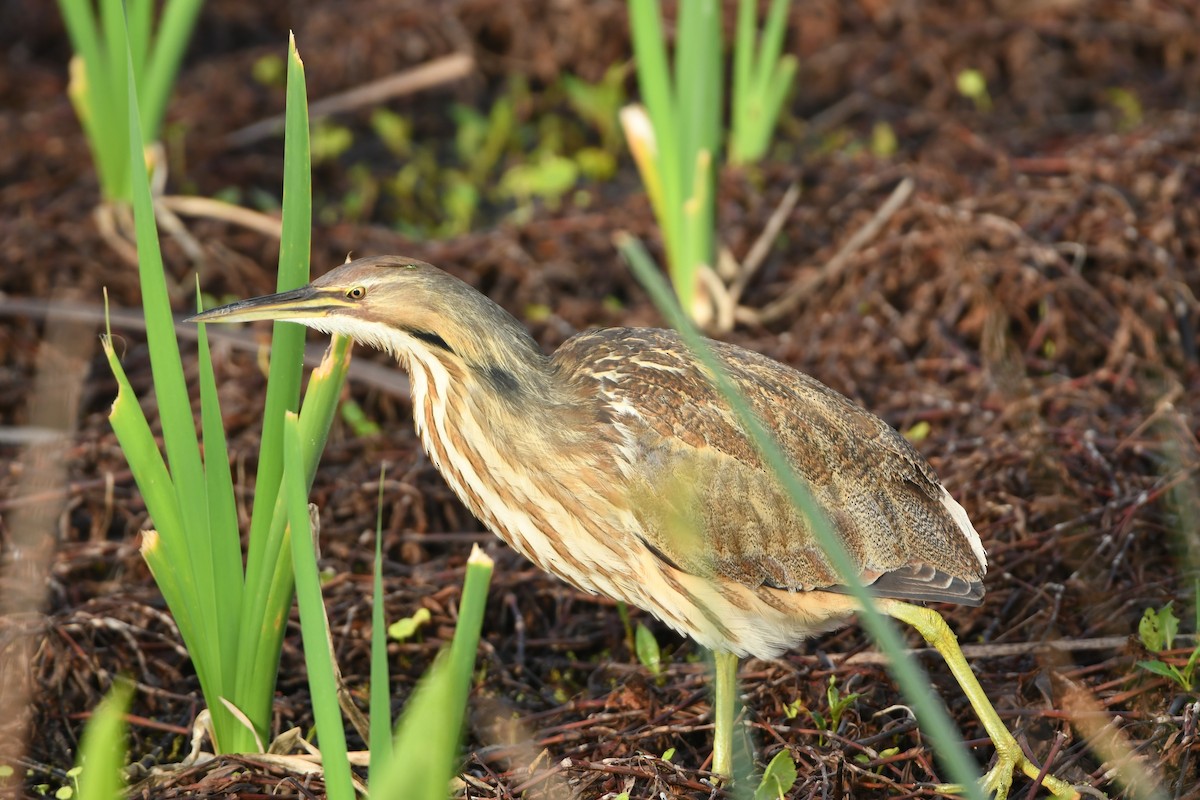 American Bittern - ML652362905