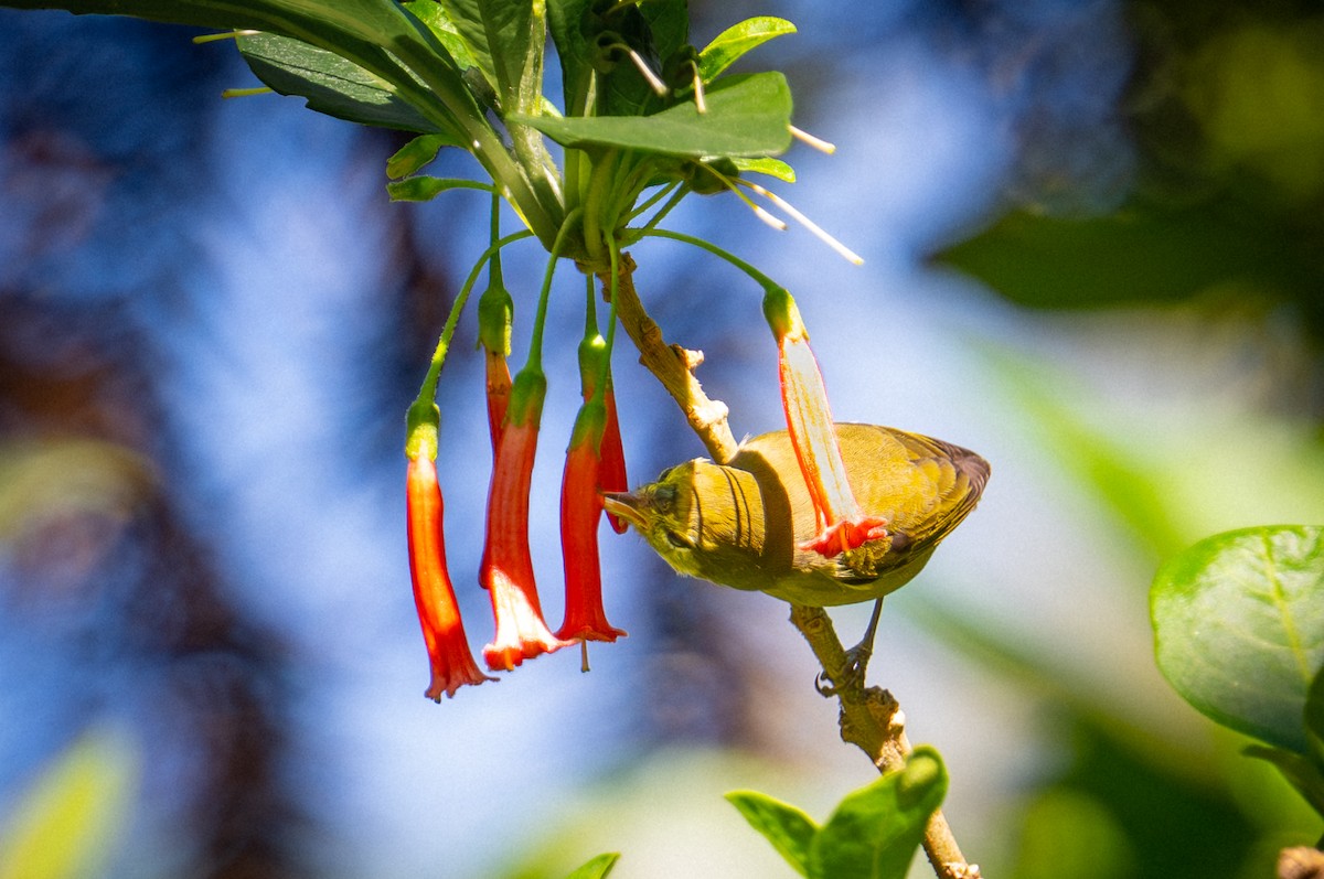 Orange-crowned Warbler - ML652362906