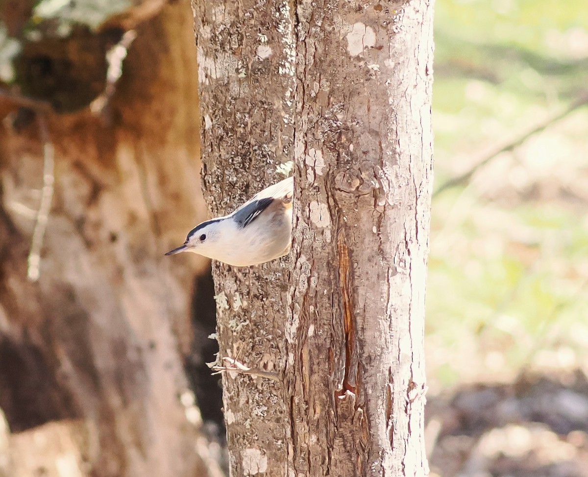 White-breasted Nuthatch - ML652362907