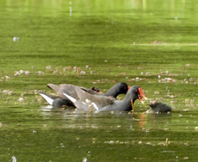 Eurasian Moorhen - ML652362910