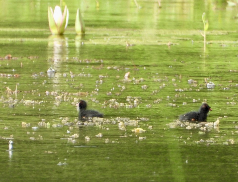Eurasian Moorhen - ML652362911