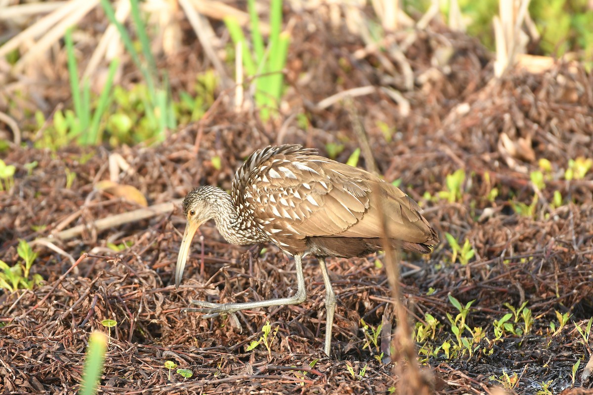 Limpkin (Speckled) - ML652362912
