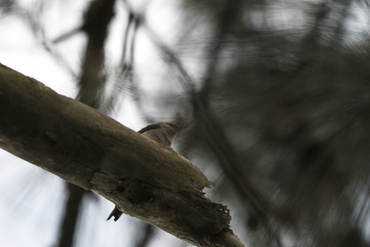 Brown-headed Nuthatch - ML652362913