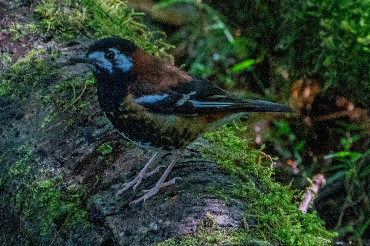Chestnut-backed Thrush - ML652362916
