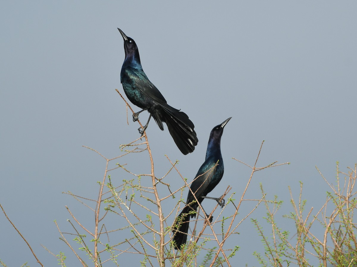 Boat-tailed Grackle (westoni) - ML652362933