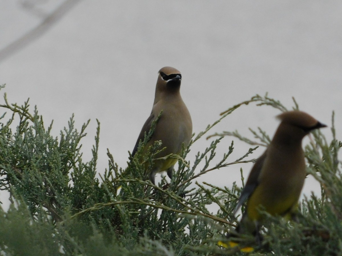 ヒメレンジャク - ML652363484