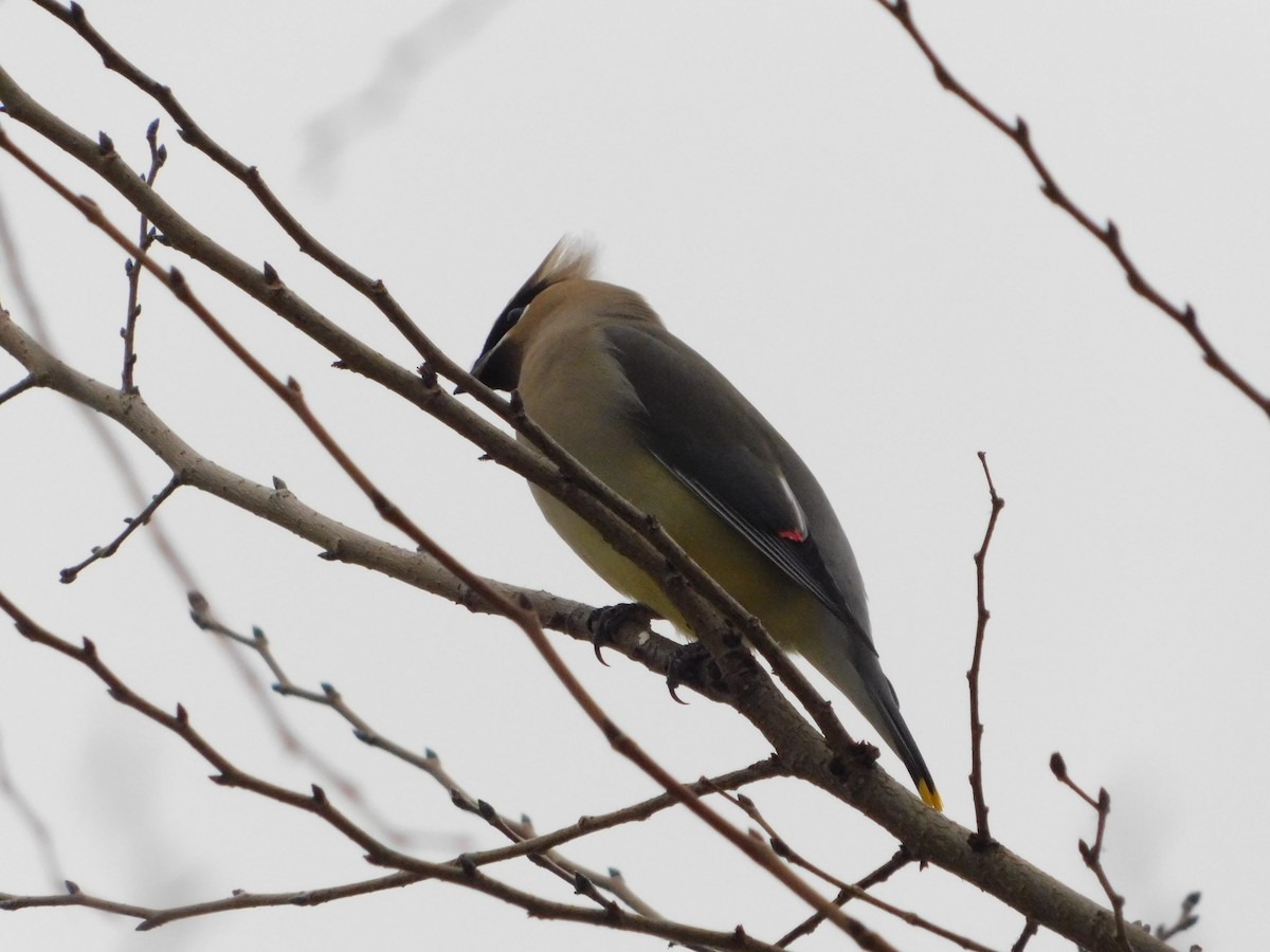 ヒメレンジャク - ML652363486