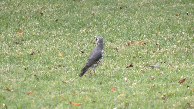 Groundscraper Thrush - ML652363663