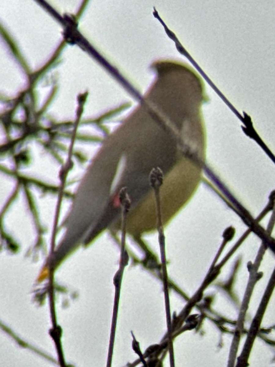 ヒメレンジャク - ML652363753