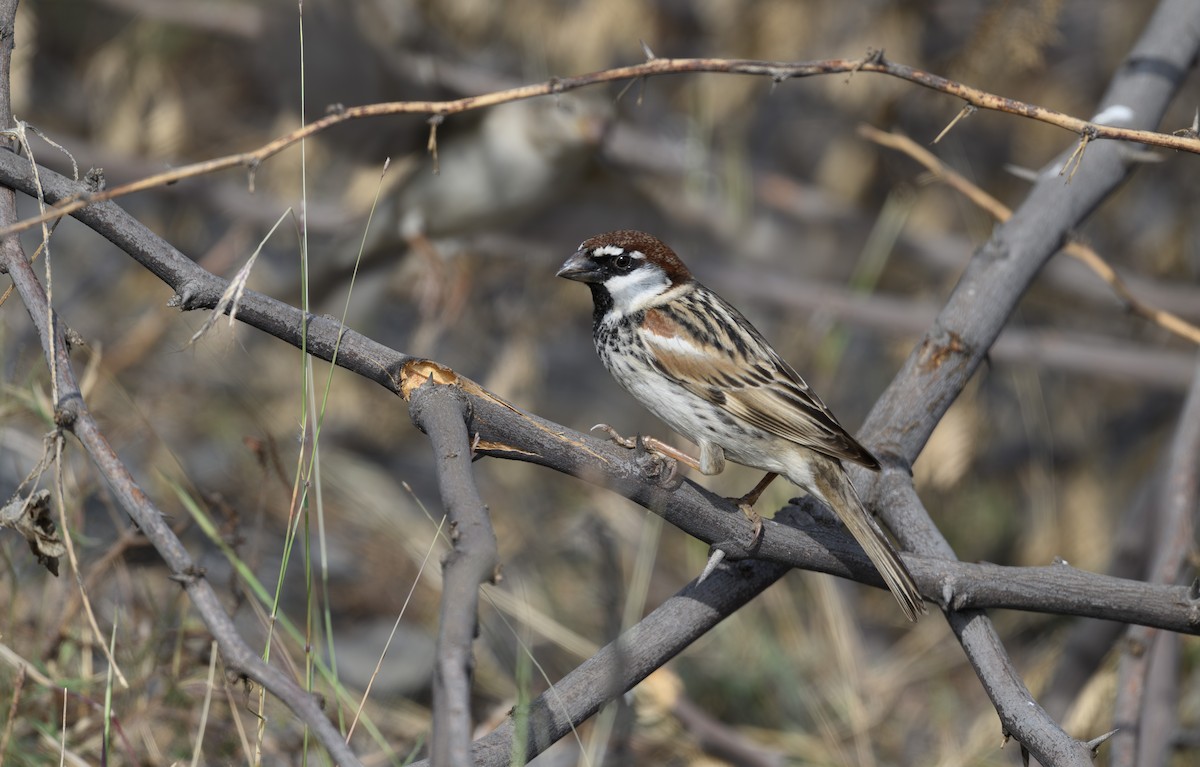 Weidensperling - ML652363790