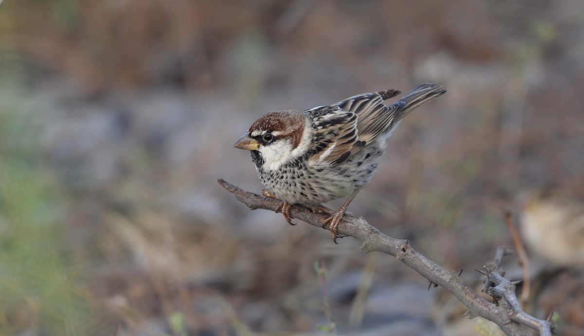 Weidensperling - ML652363794