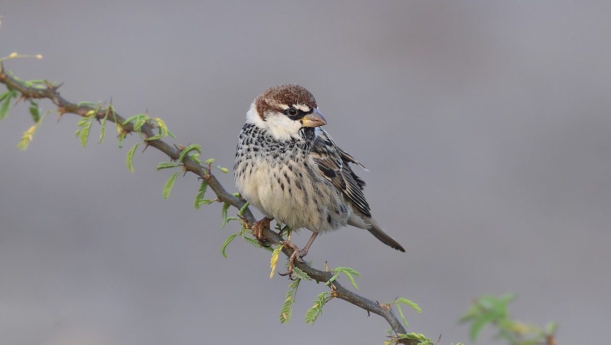 Weidensperling - ML652363795