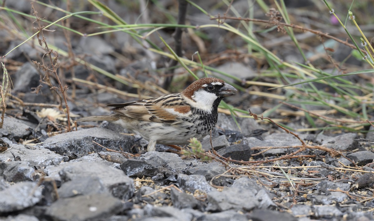 Weidensperling - ML652363803