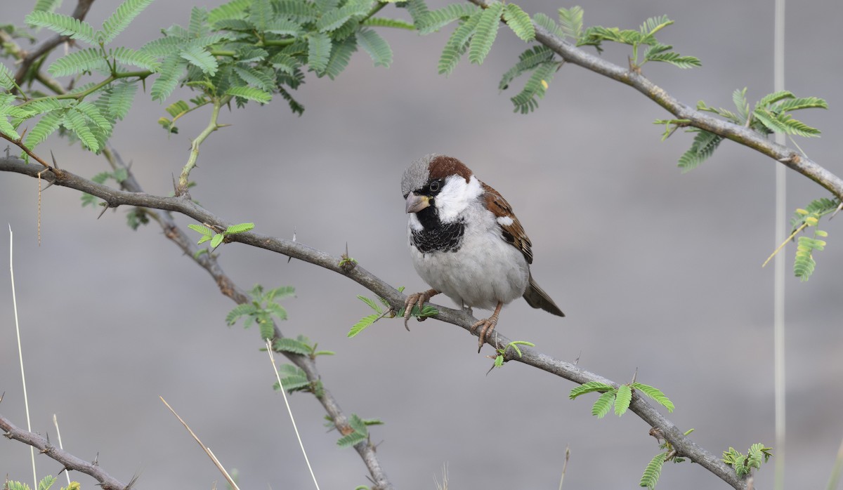 Haussperling - ML652363939