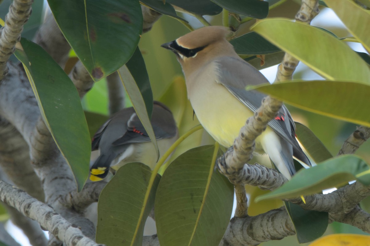 ヒメレンジャク - ML652363959