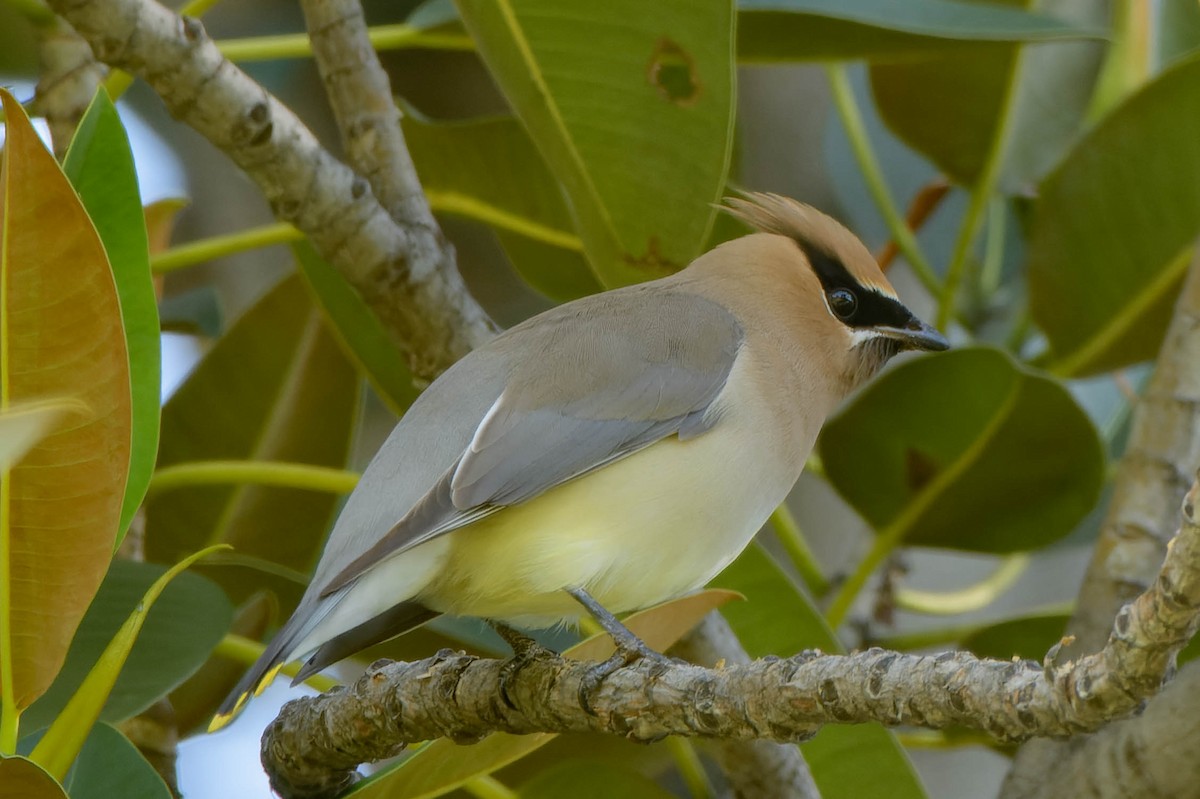 ヒメレンジャク - ML652363968