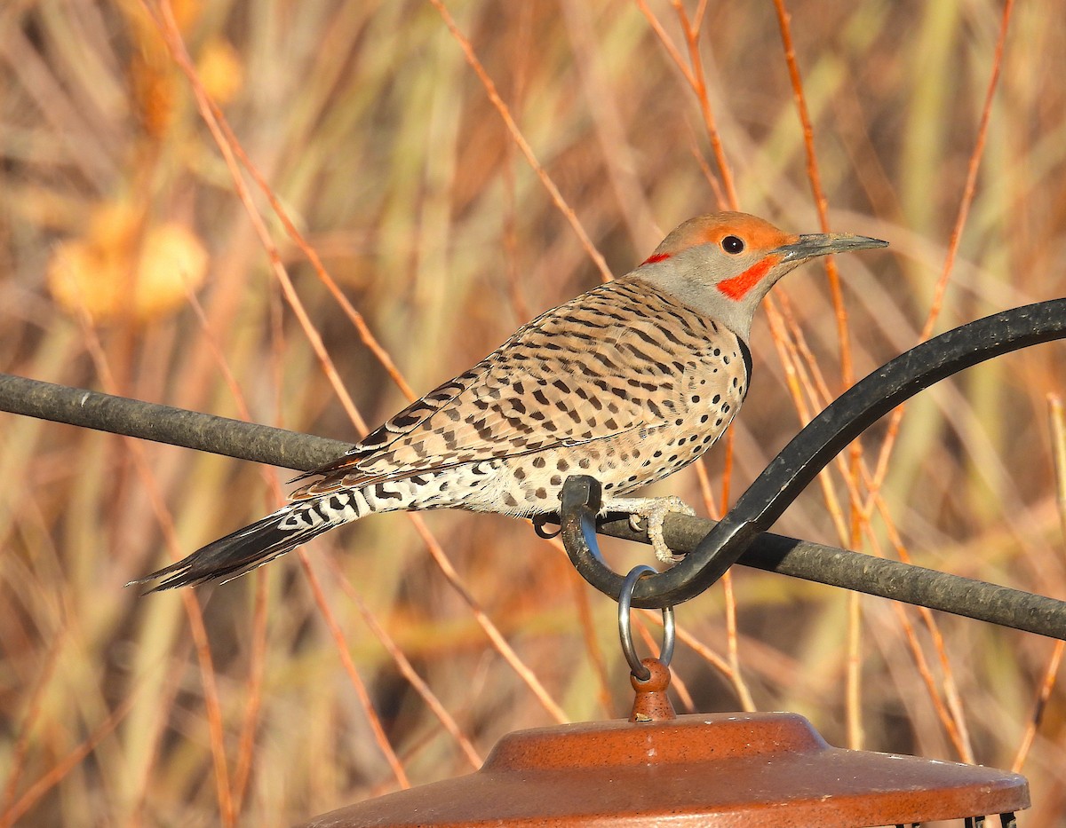 Northern Flicker (Yellow-shafted x Red-shafted) - ML652364076