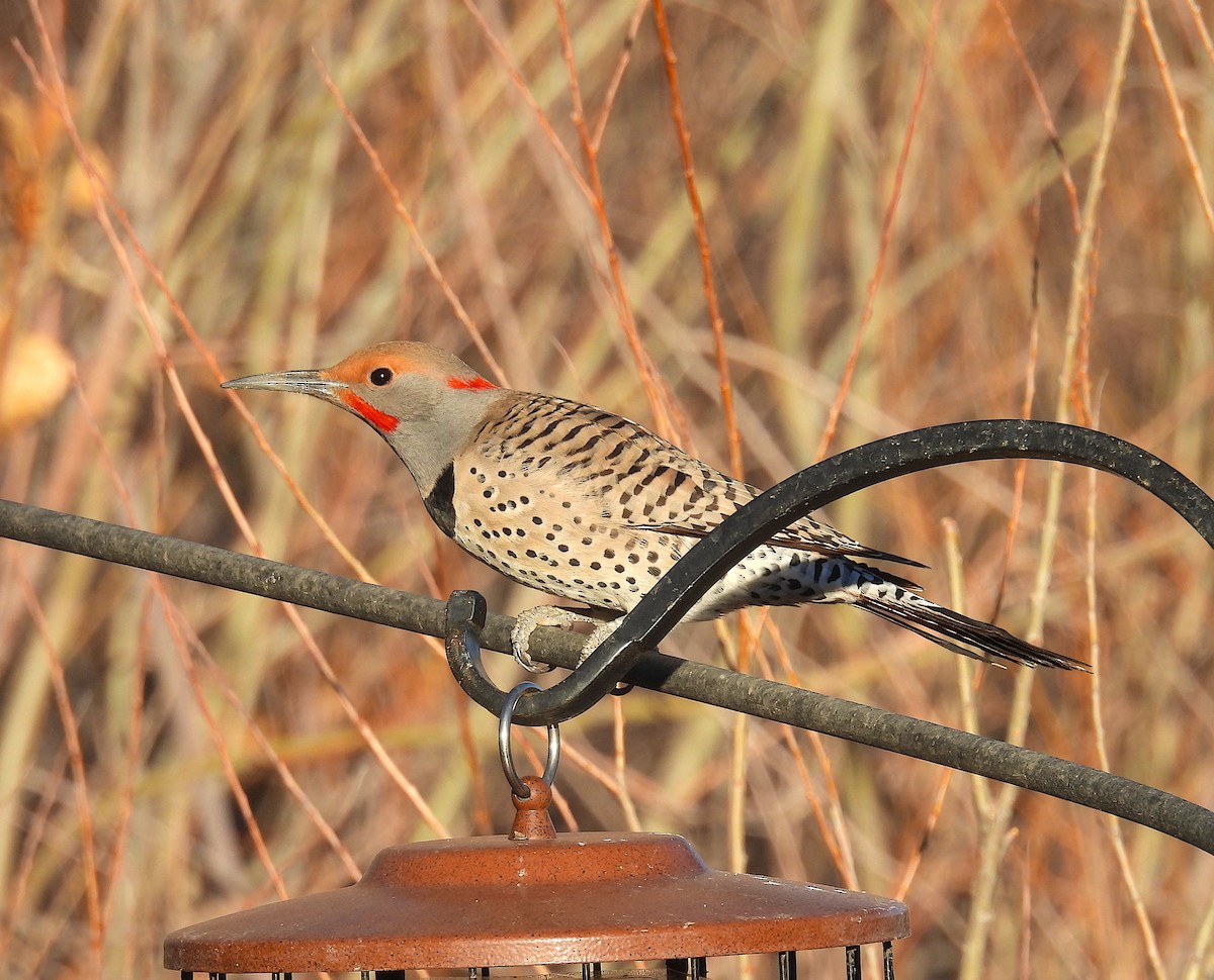 Northern Flicker (Yellow-shafted x Red-shafted) - ML652364083