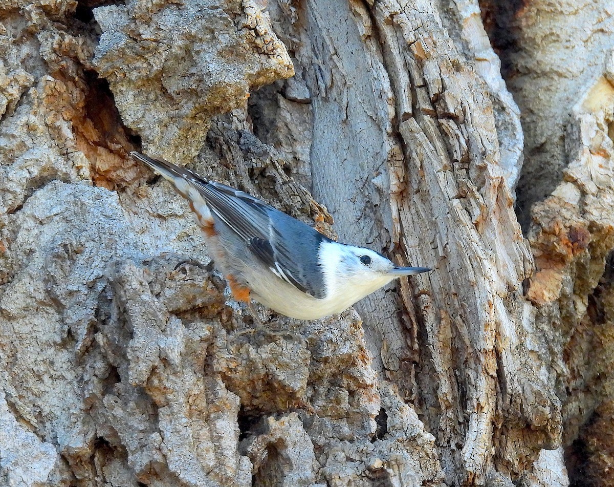 White-breasted Nuthatch - ML652364090