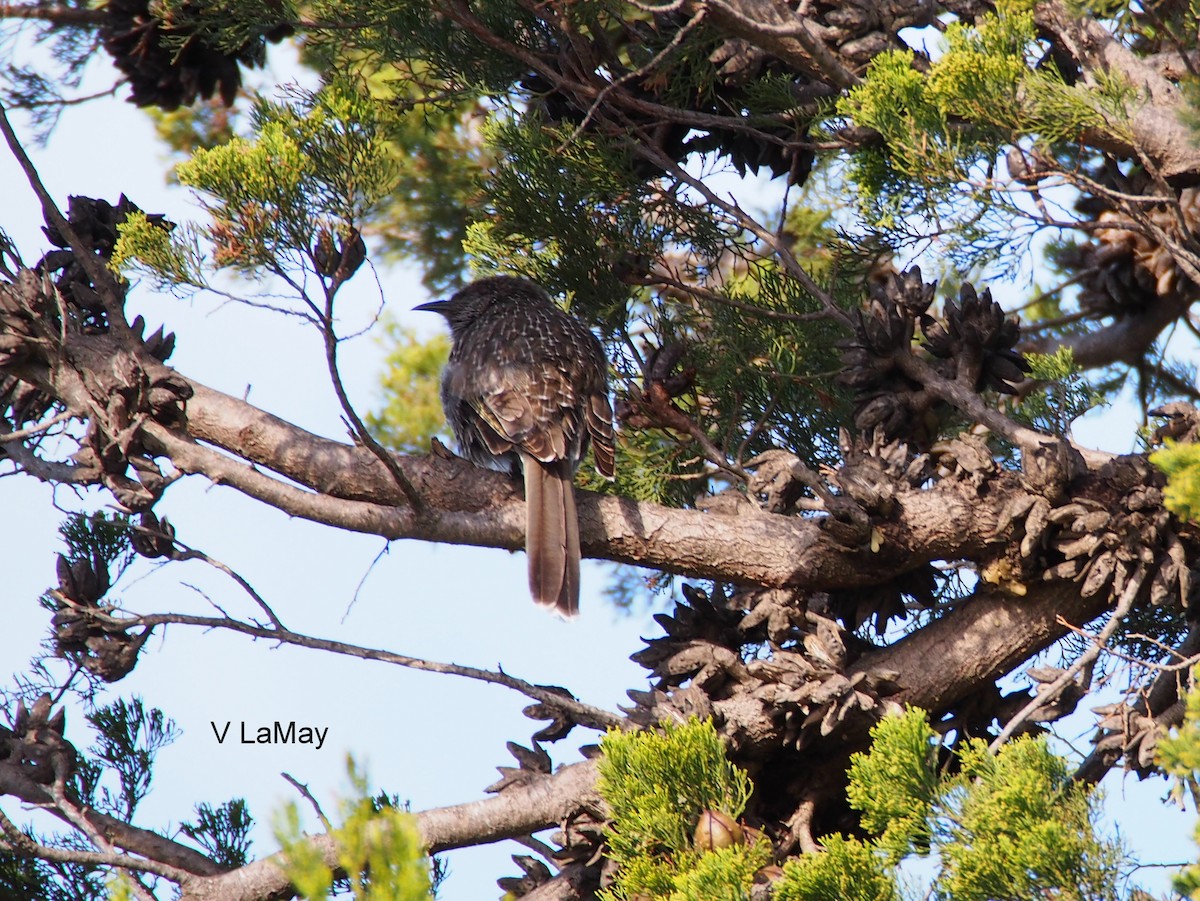 Zimtflügel-Honigfresser - ML652364189