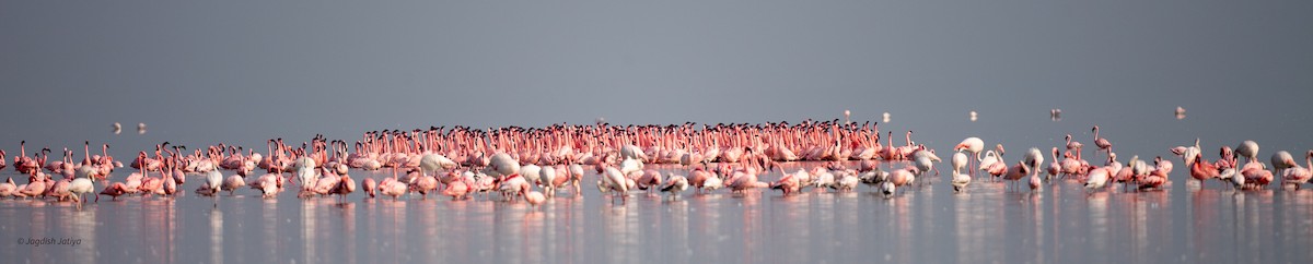 Lesser Flamingo - ML652364426