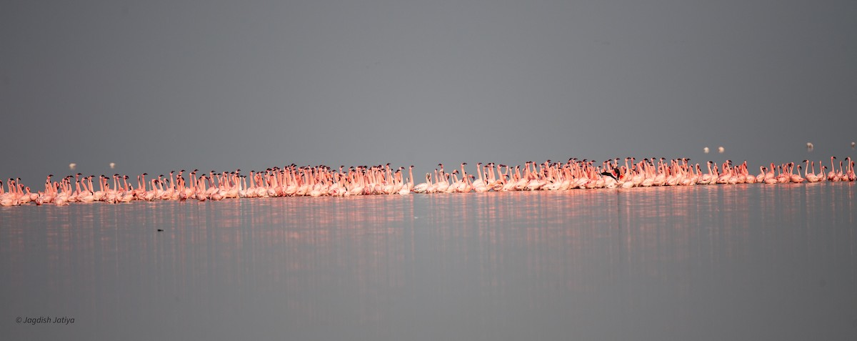 Lesser Flamingo - ML652364428
