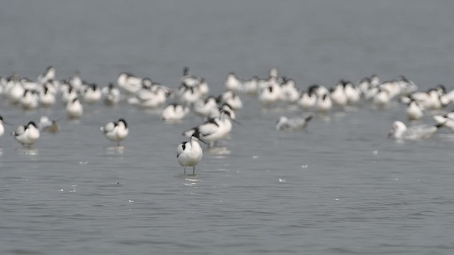 Pied Avocet - ML652364484