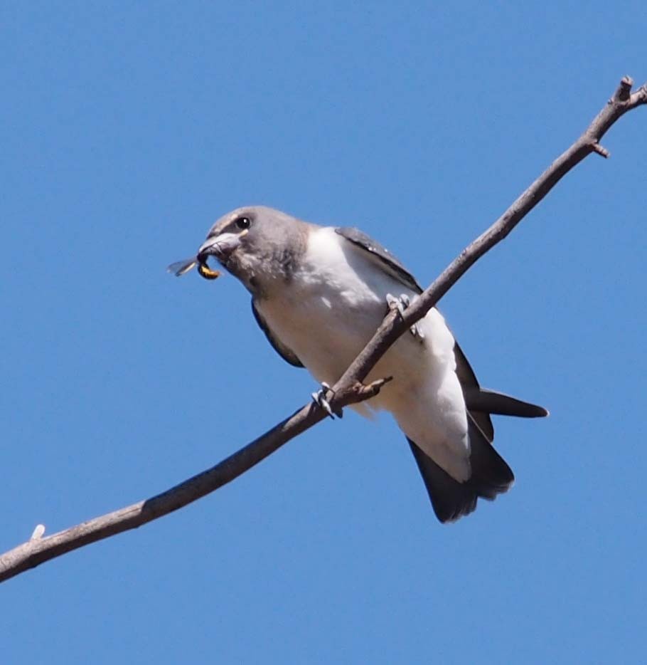 Weißbauch-Schwalbenstar - ML652364611