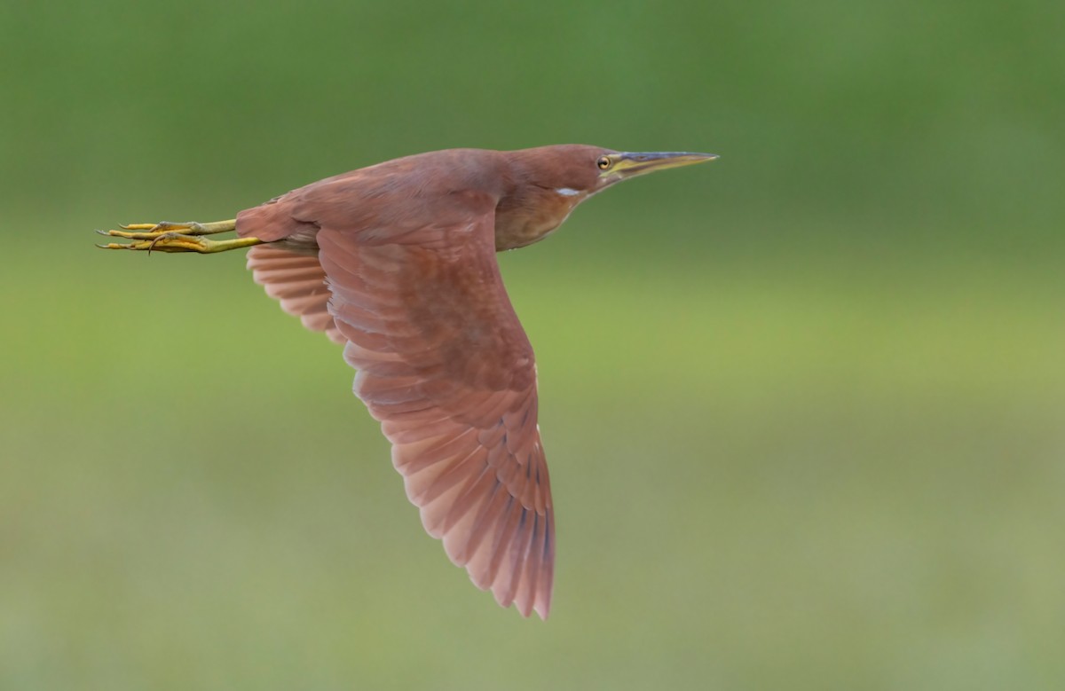 Cinnamon Bittern - sheau torng lim