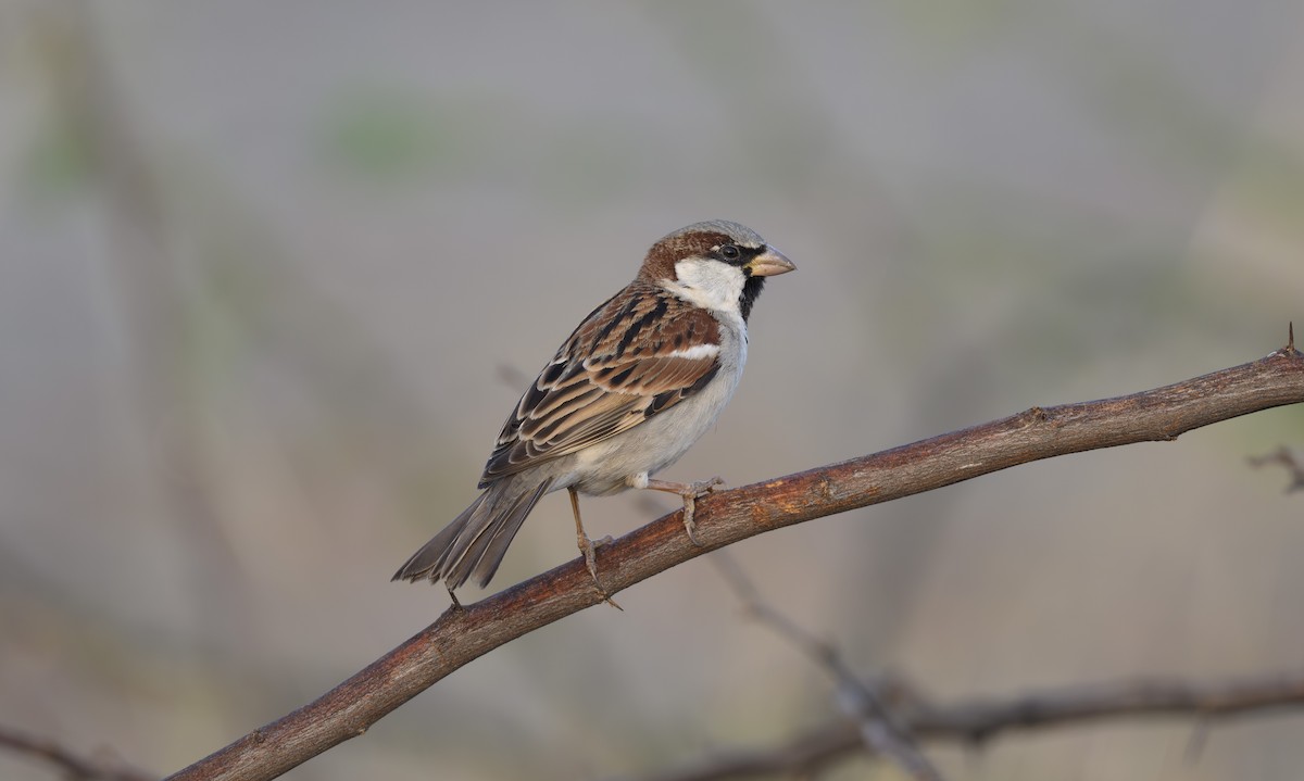 Haussperling - ML652364751