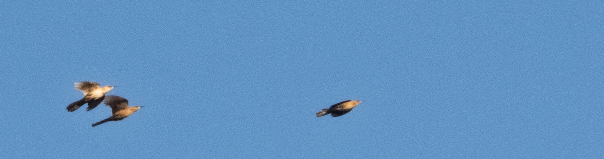 ヒメレンジャク - ML652364848