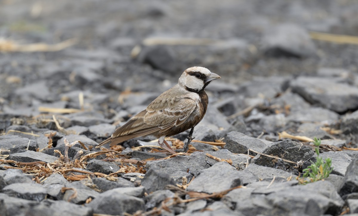 Grauscheitellerche - ML652365074