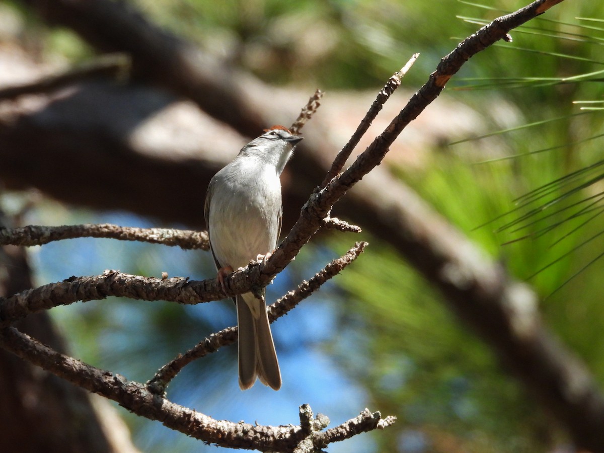Chingolo Cejiblanco - ML652365255