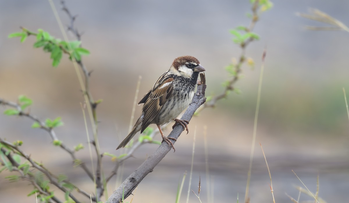 Weidensperling - ML652365259