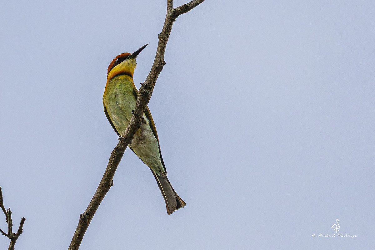 Chestnut-headed Bee-eater - ML652365577