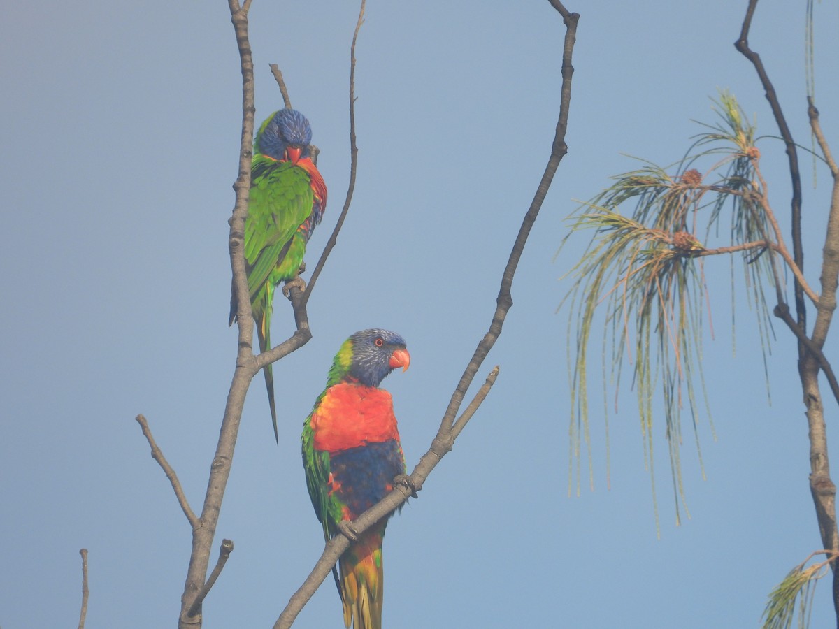 Rainbow Lorikeet - ML652365607