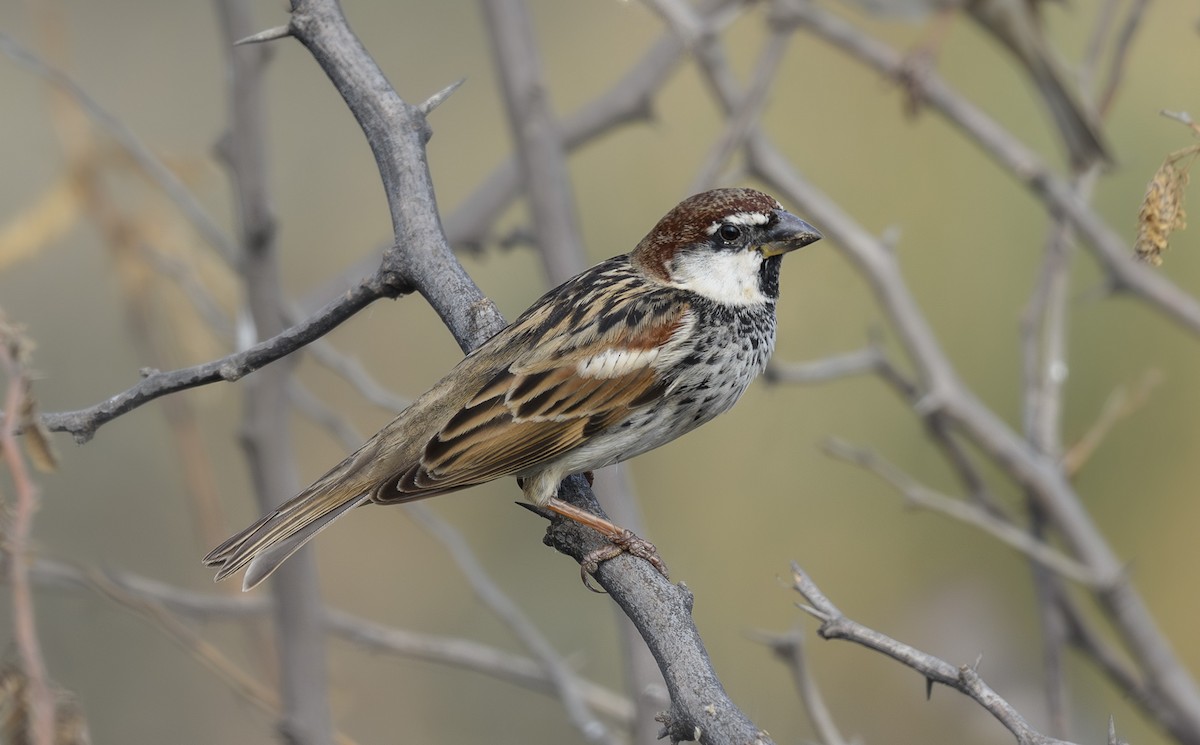 Weidensperling - ML652365613