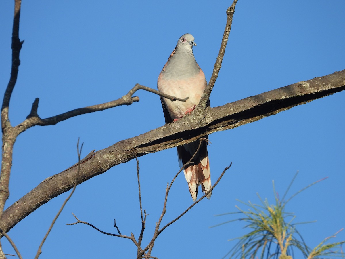 Bar-shouldered Dove - ML652365635