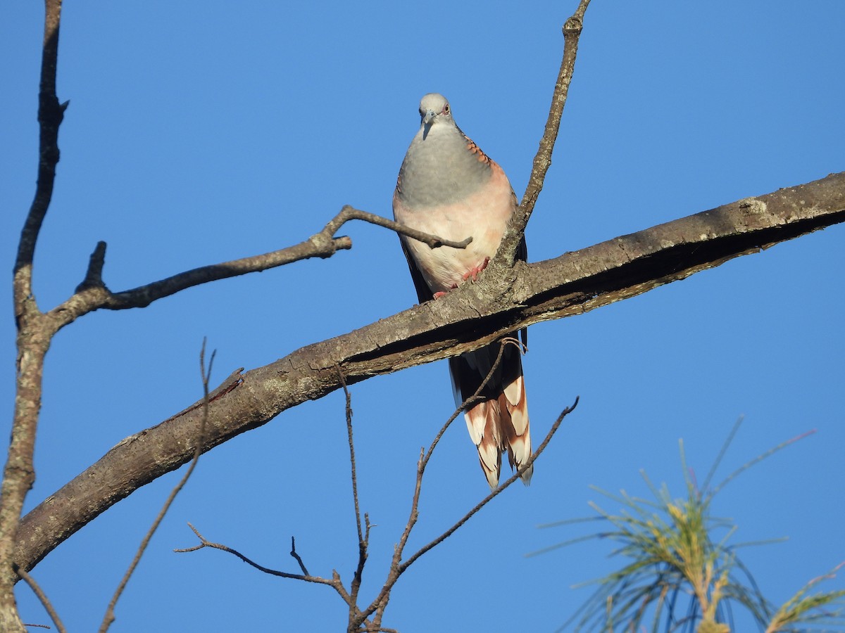 Bar-shouldered Dove - ML652365637