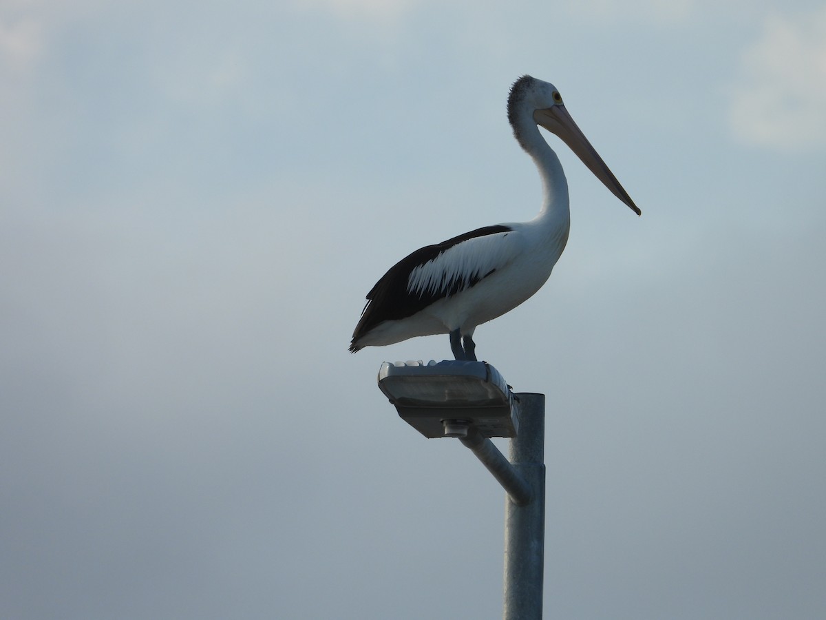 Australian Pelican - ML652365641