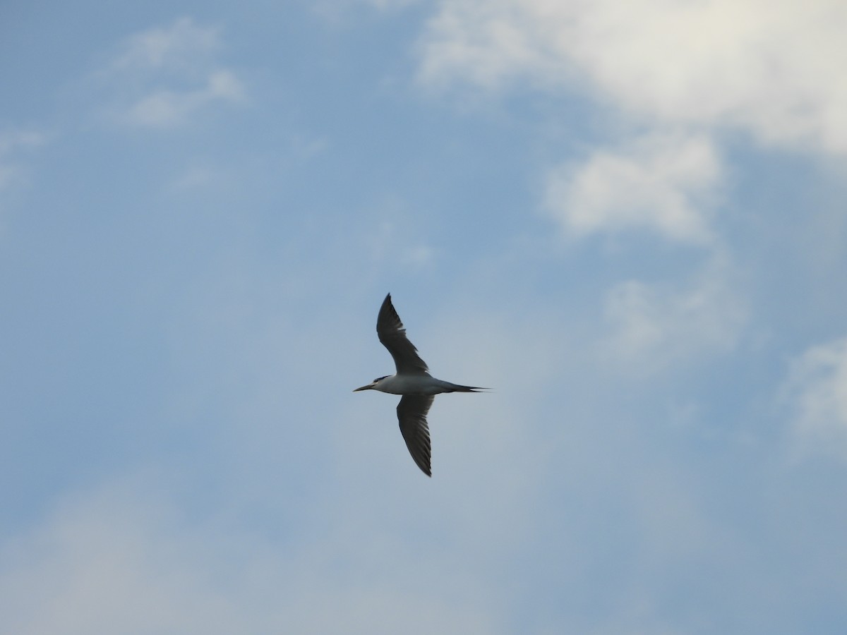 Great Crested Tern - ML652365699