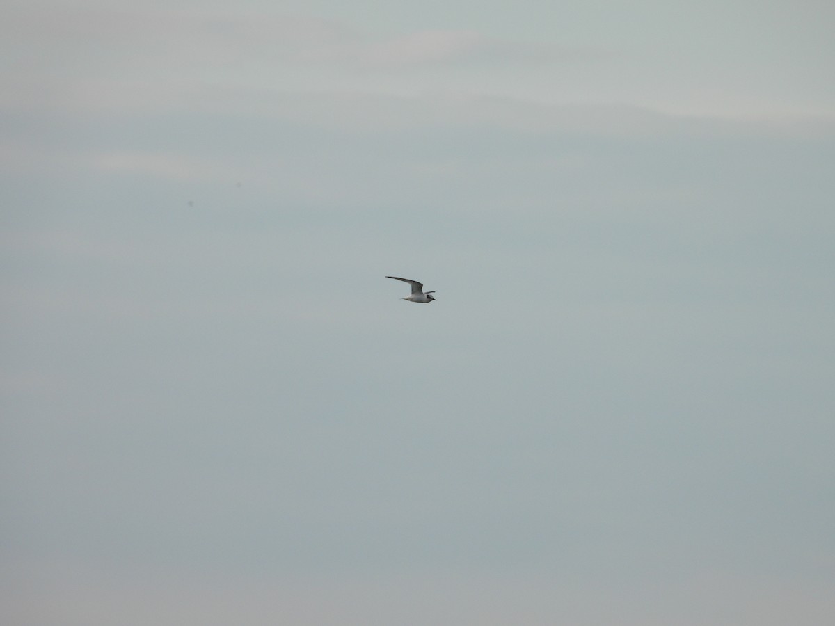 Little Tern - ML652365705