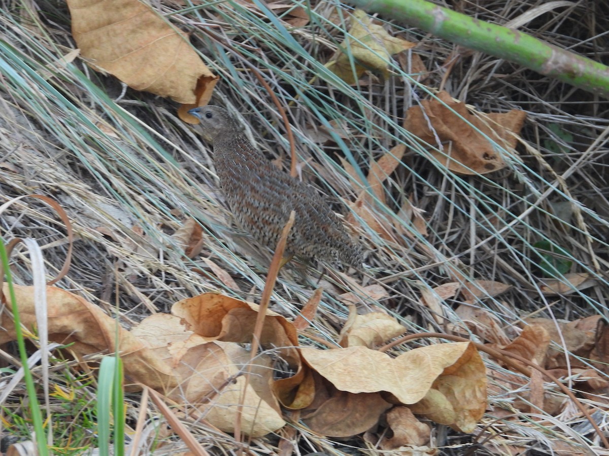 Brown Quail - ML652365721