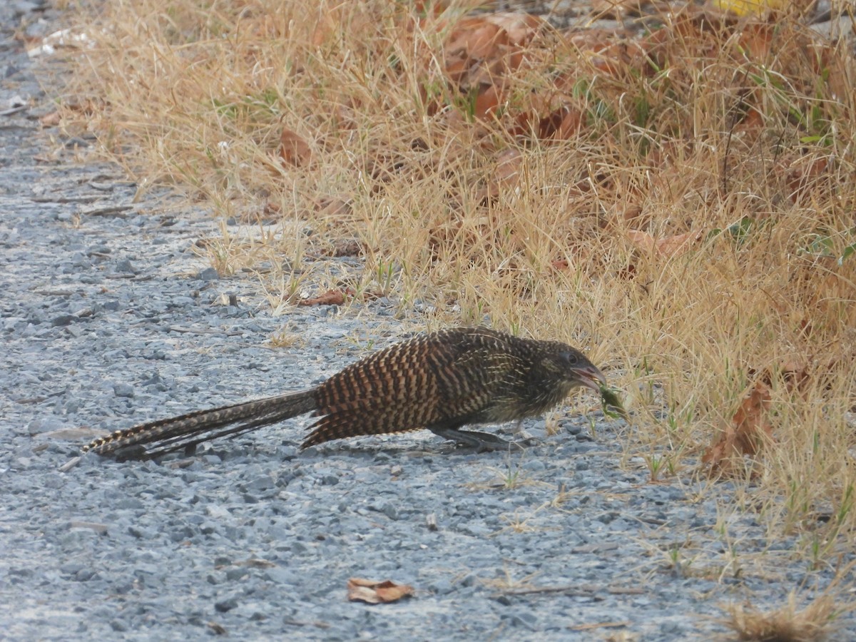 Pheasant Coucal - ML652365743
