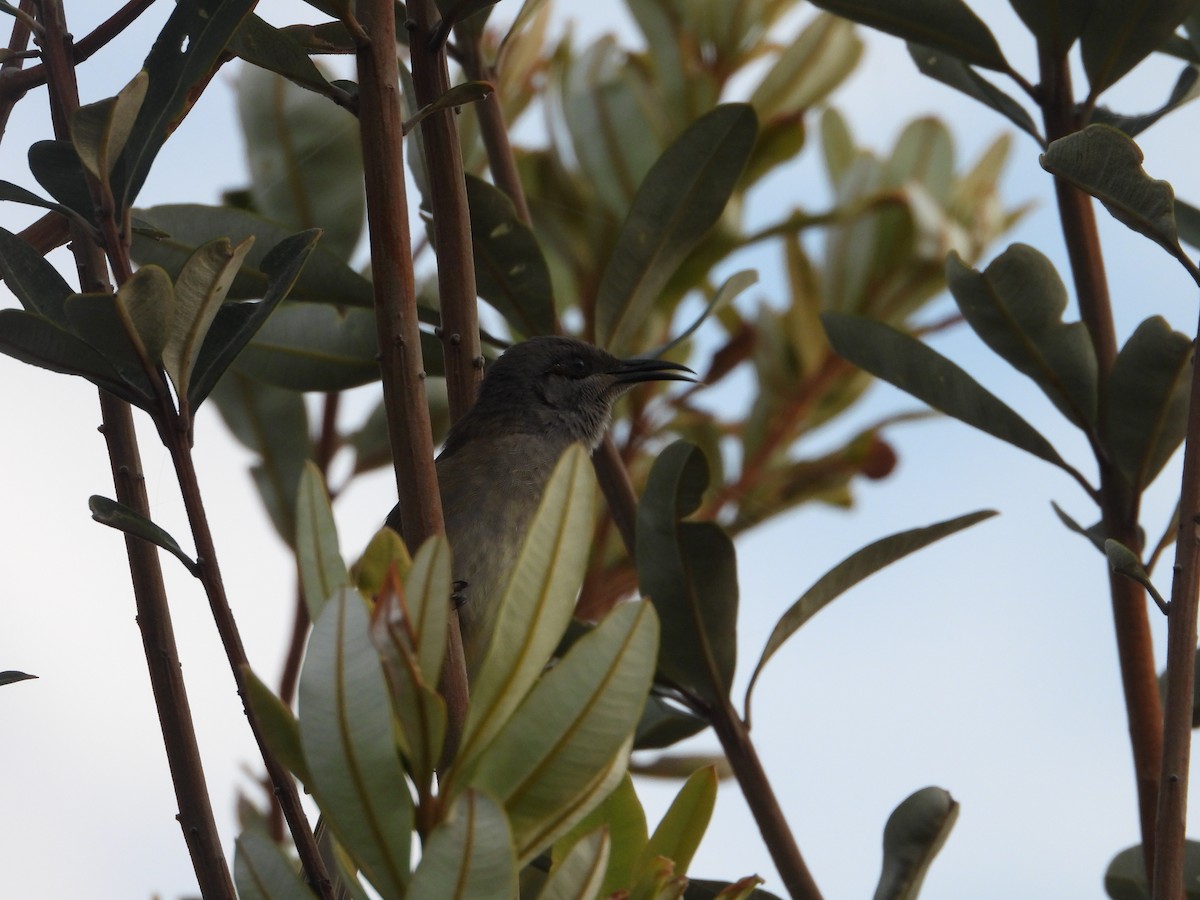 Brown Honeyeater - ML652365758