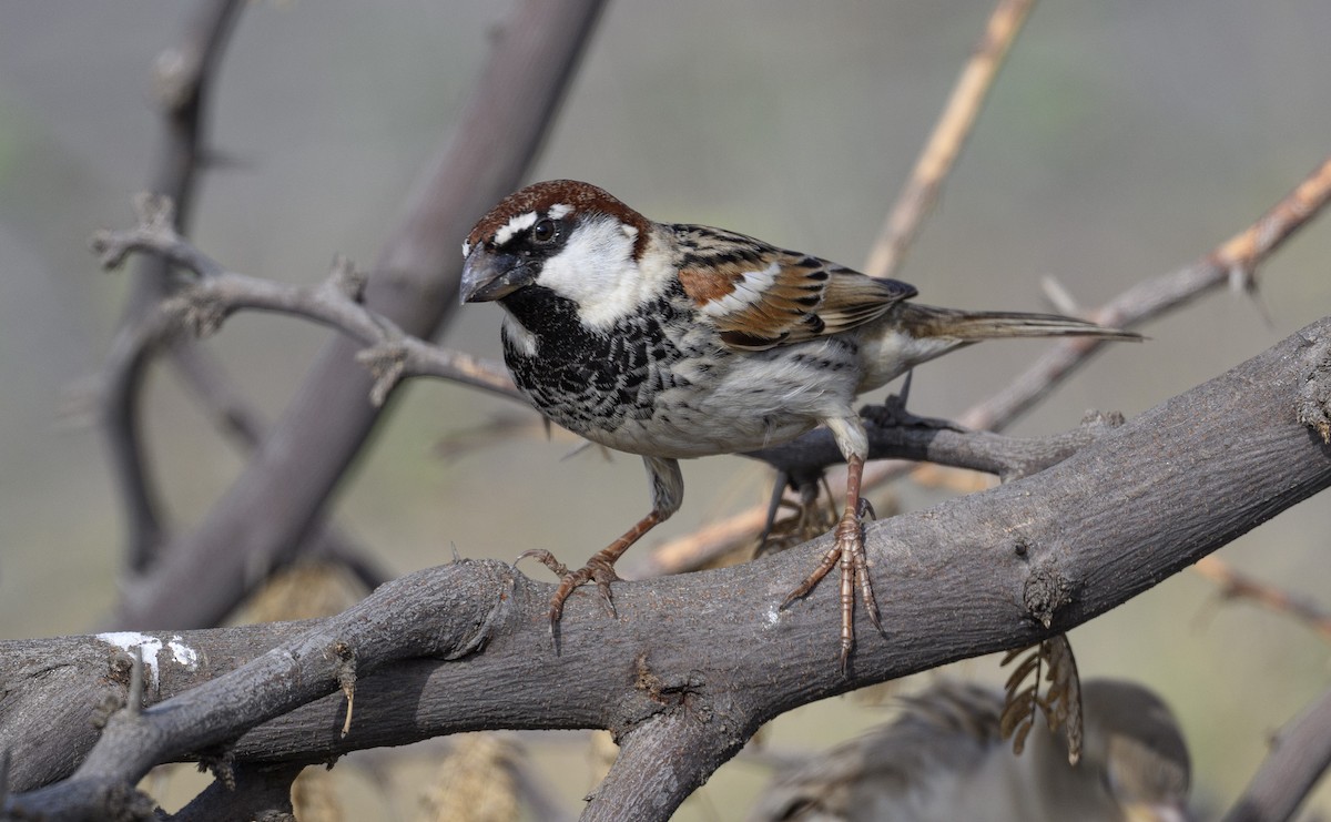 Weidensperling - ML652365773