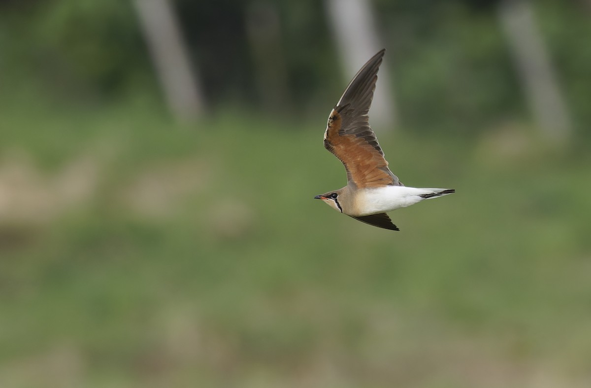 Oriental Pratincole - ML652365835