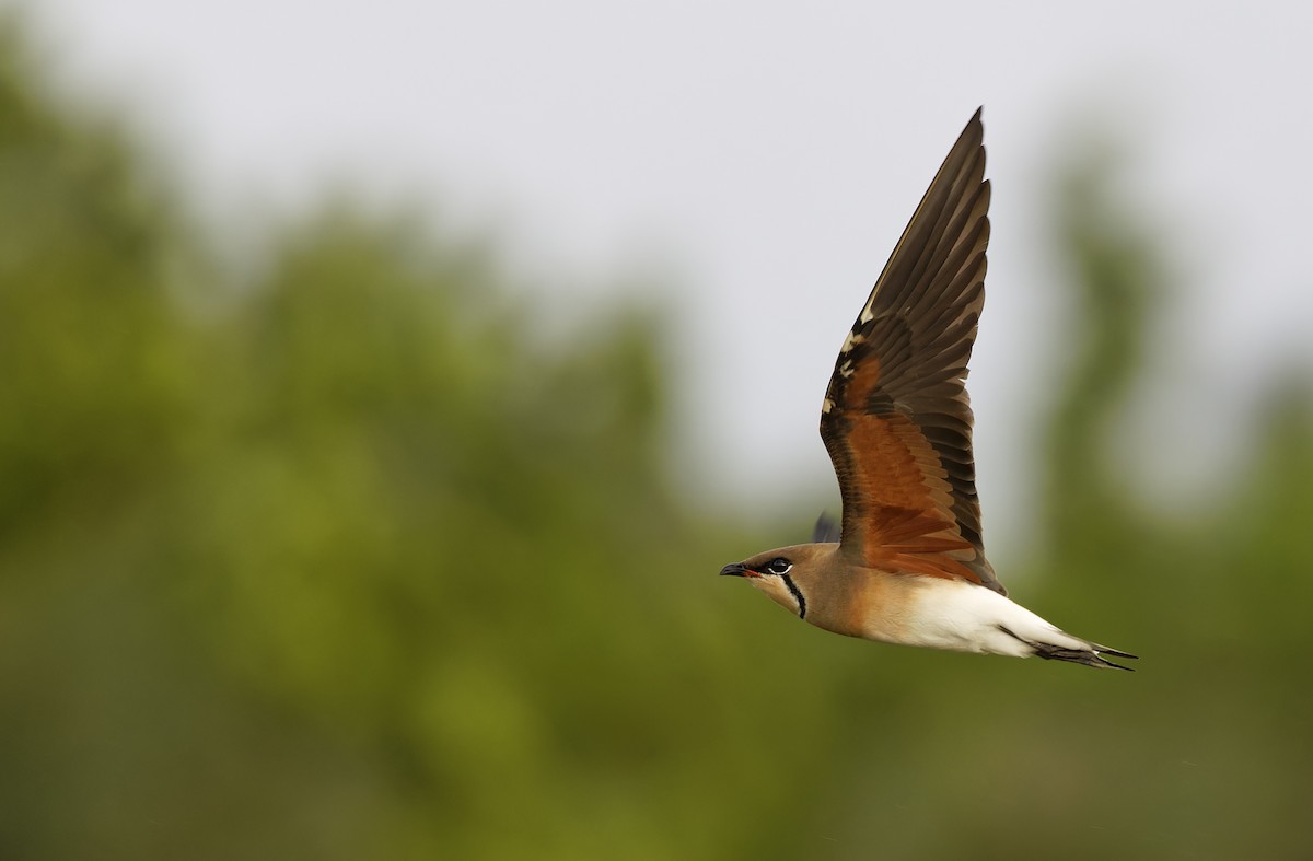 Oriental Pratincole - ML652365836